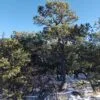 Five Acres With Incredible Views in the San Pedro Mountains of New Mexico - $19,900 - Image 9