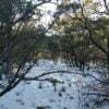 Five Acres With Incredible Views in the San Pedro Mountains of New Mexico - $19,900 - Image 11