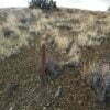 42.76 Acres with Views for Miles Around Near Madrid, NM - $44,900 - Image 20